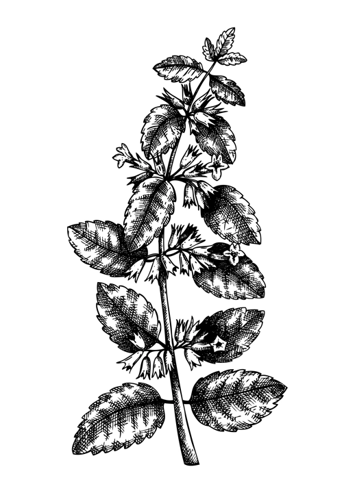 Hand sketched Lemon balm botanical illustration with leaves and flowers. Melissa - hand-drawn medical herbs and spices. Engraved style herbal plant on white background. Healthy tea ingredients